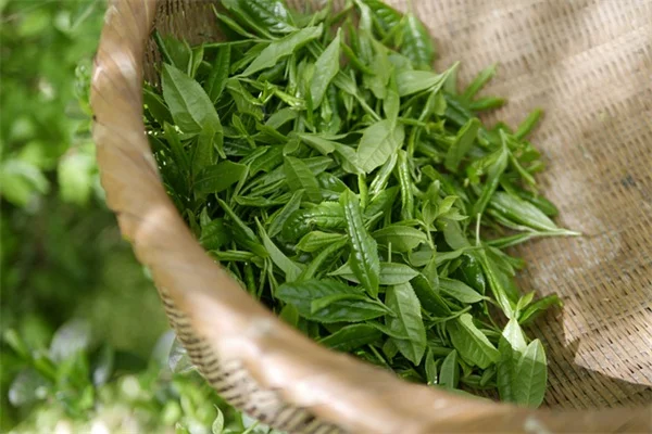 Pelargonsjuka（ペラルゴンシューカ）を初心者でもできる簡単な越冬方法！実践してわかった3つのコツ