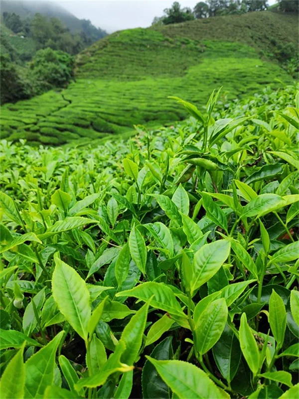 【5年目私が実証】低成長多年生植物の実用的なコツ
