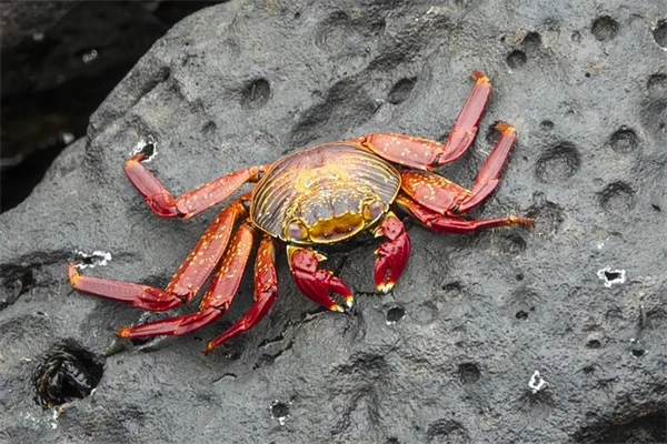 ジョンソングラス駆除の完全ガイド｜経験者が教える3ステップ